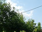 Třibřichy