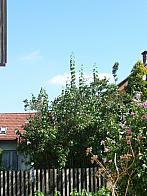 Třibřichy