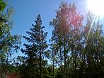 Borovina