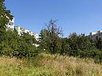 Borovina