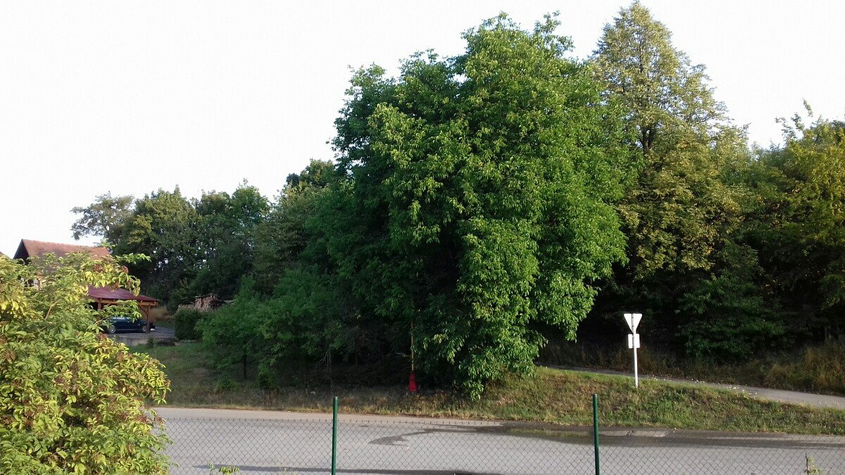 Jasenná