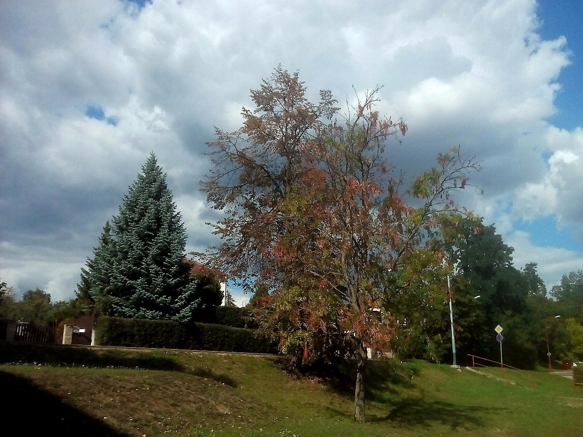 Borovina