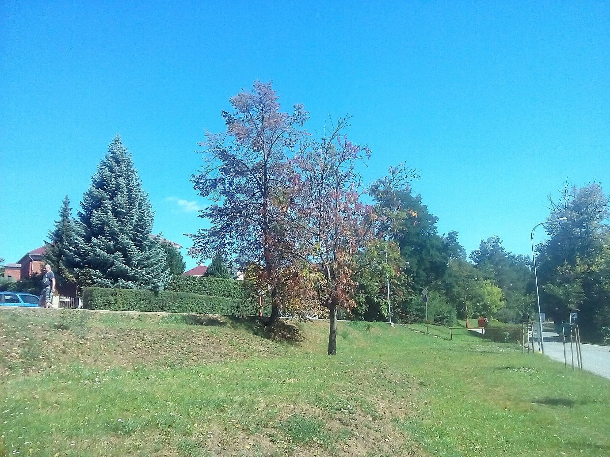 Borovina