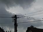 Třibřichy