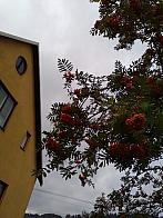 Skalité