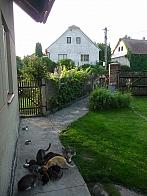 Třibřichy