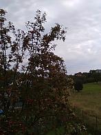 Skalité