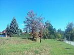 Borovina