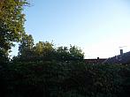 Třibřichy