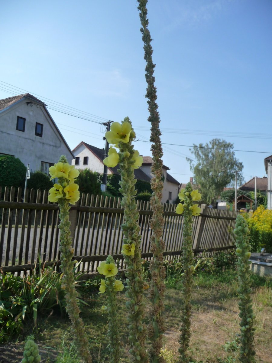 Třibřichy