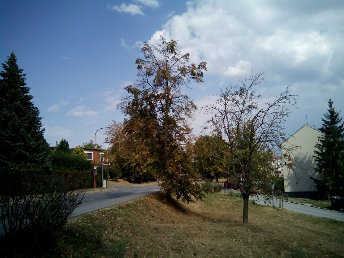Borovina