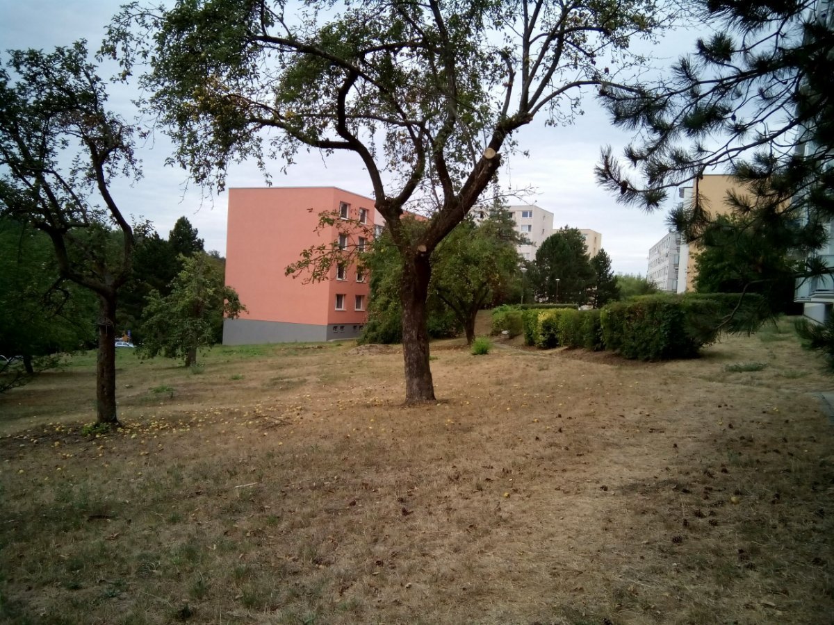 Borovina
