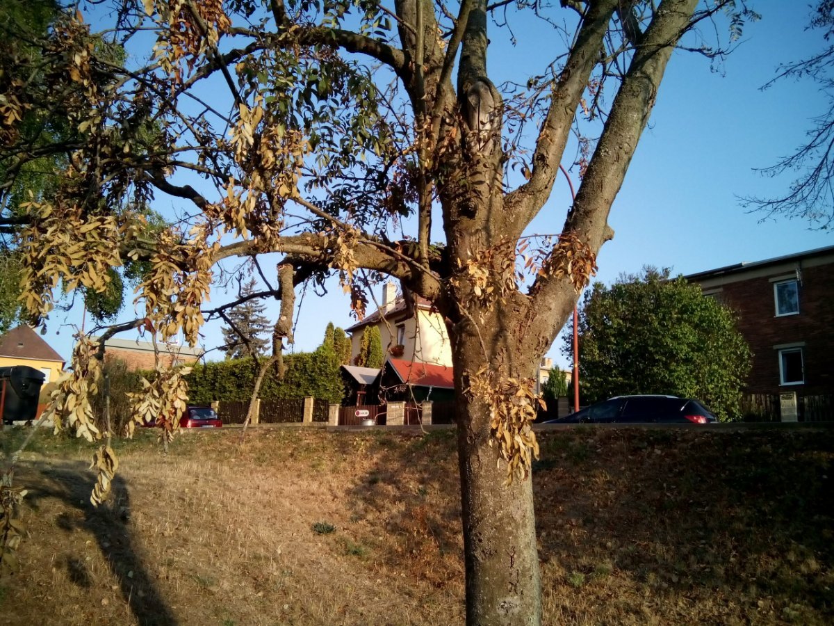 Borovina