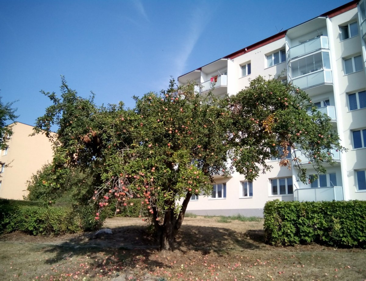 Borovina