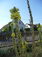 Třibřichy