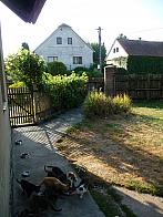 Třibřichy