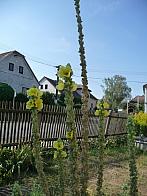 Třibřichy
