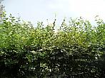 Třibřichy