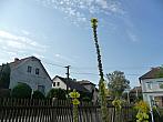 Třibřichy