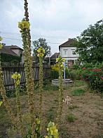 Třibřichy