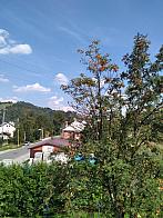 Skalité