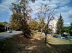 Borovina