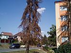 Borovina