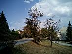 Borovina