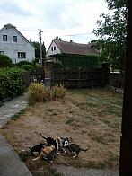 Třibřichy