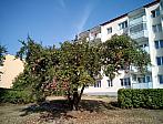 Borovina