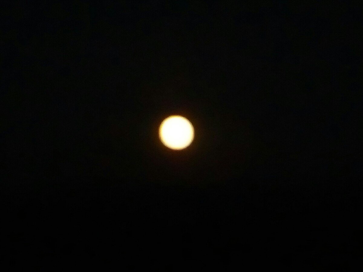 Bzové