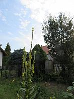 Třibřichy
