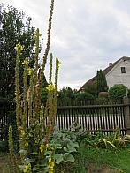 Třibřichy