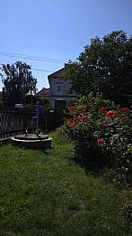 Třibřichy