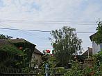 Třibřichy