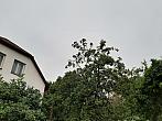 Olešná