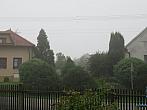 Třibřichy
