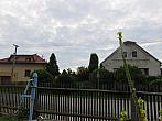 Třibřichy