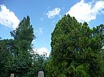 Třibřichy