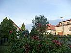 Třibřichy