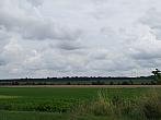 Třibřichy