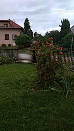 Třibřichy