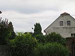 Třibřichy