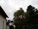Olešná