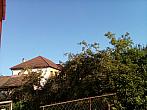 Olešná
