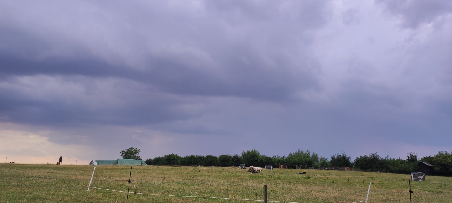 Rybí