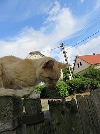Třibřichy