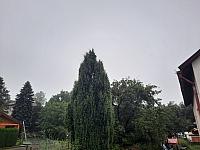 Olešná