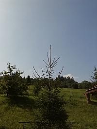 Skalité