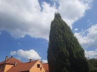 Olešná